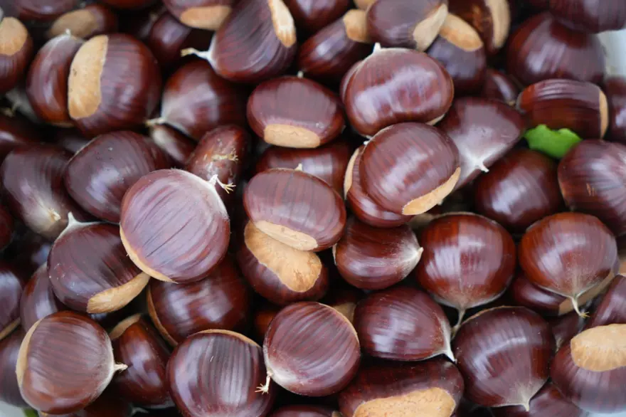 Hasat zamanı başladı: Gal arısı ve hastalıklara dayanıklı 1