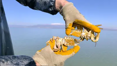 Eğirdir Gölü’nde kaçak olarak ele geçirildi: Yeniden göle bırakıldı