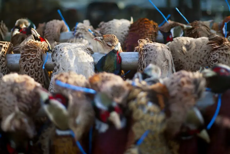 Vahşi yaşamdan çarpıcı kareler 36