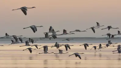 Tuz Gölü'nün misafirleri flamingolar gelmeye başladı