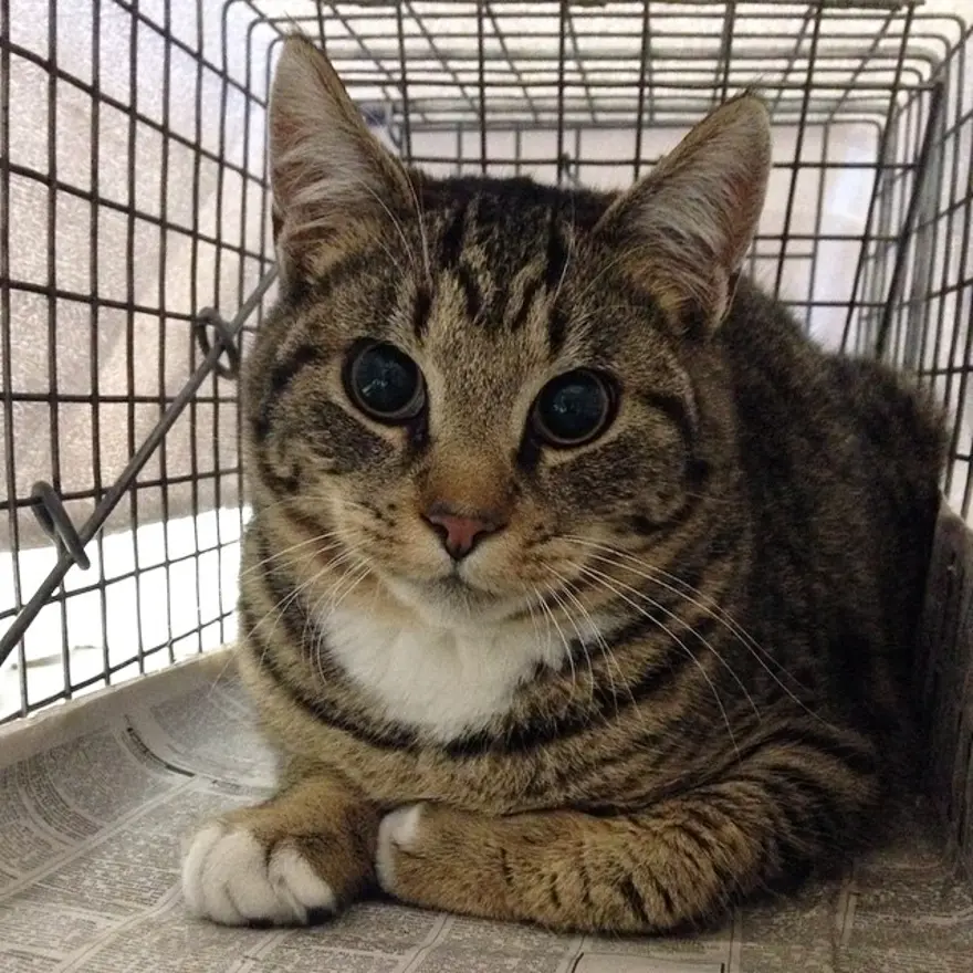 Hayatını kedileri kurtarmaya adadı 110