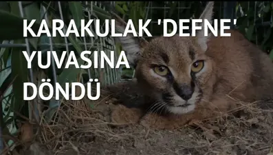 5 aylık yavru karakulak, yangından kaçıp otele sığındı