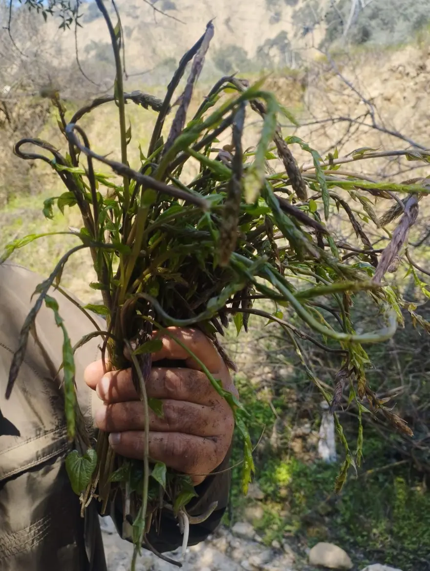 Herkes ona "acı ot" diyor: Kedirgen ve sarmaşıklar topraktan çıktı, 2 ayrı türde yemeği yapılıyor 