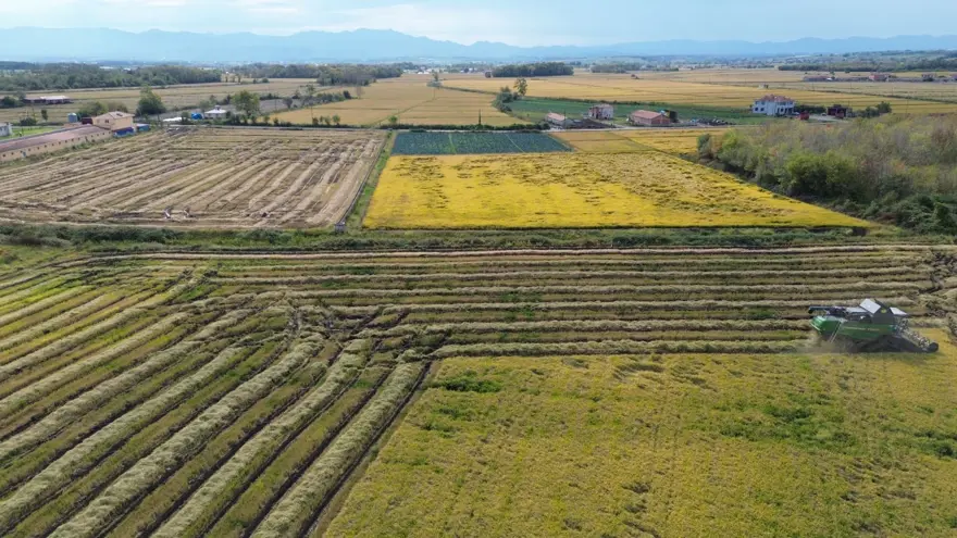 117 bin tonun üzerinde rekolte bekleniyor: Hasadı sürüyor 7