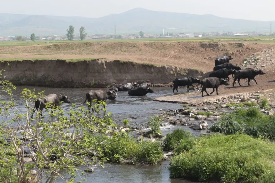 Afrika Serengeti Parkı değil Balıkesir Ovası 20