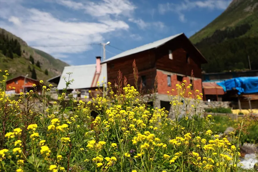 Karadeniz'in yeni gözdesi 'Elevit Yaylası' ziyaretçilerine nefes oluyor 15
