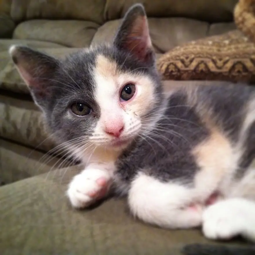 Hayatını kedileri kurtarmaya adadı 98