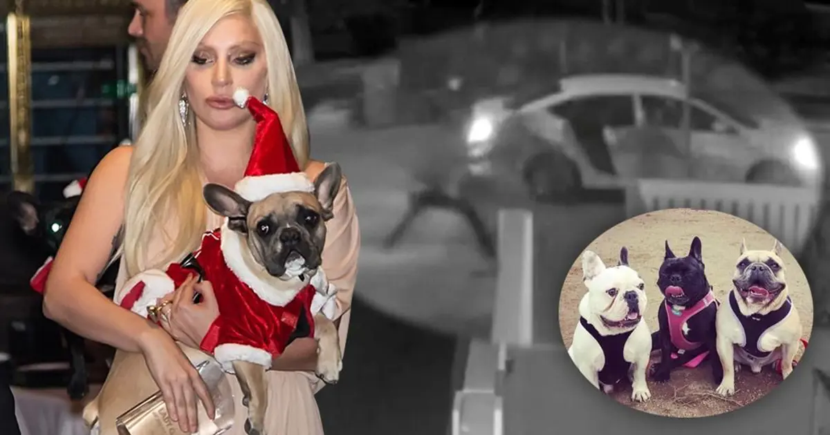 Lady Gaga'nın köpekleri Koji ve Gustav polise teslim edildi | NTV Haber