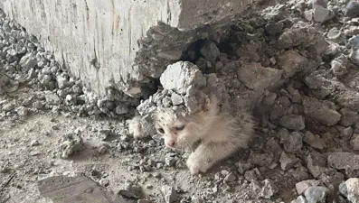 İnşaata giren yavru kedinin üzerine beton döküldü