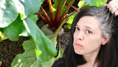 Beyaz saçlara ezber bozan çözüm! Kuaföre gitmeden 15 günde doğal rengine çeviriyor