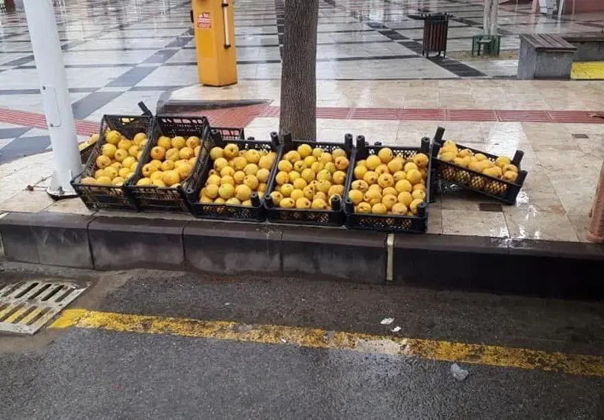 BİR AĞAÇTAN 100 KİLO AYVA ALIYOR 2