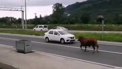 Hayvan pazarından firar eden kurbanlık tosun karayolunu karıştırdı