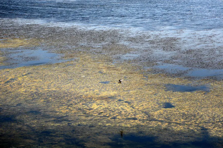 Eğirdir Gölü'nde korkutan görüntü: Battaniye gibi kapladı, çok tehlikeli! 8