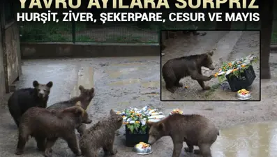 Yavru ayılara doğum günü sürprizi
