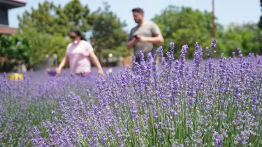 Tekirdağ'da mor renkli tarlalara ziyaretçi akını