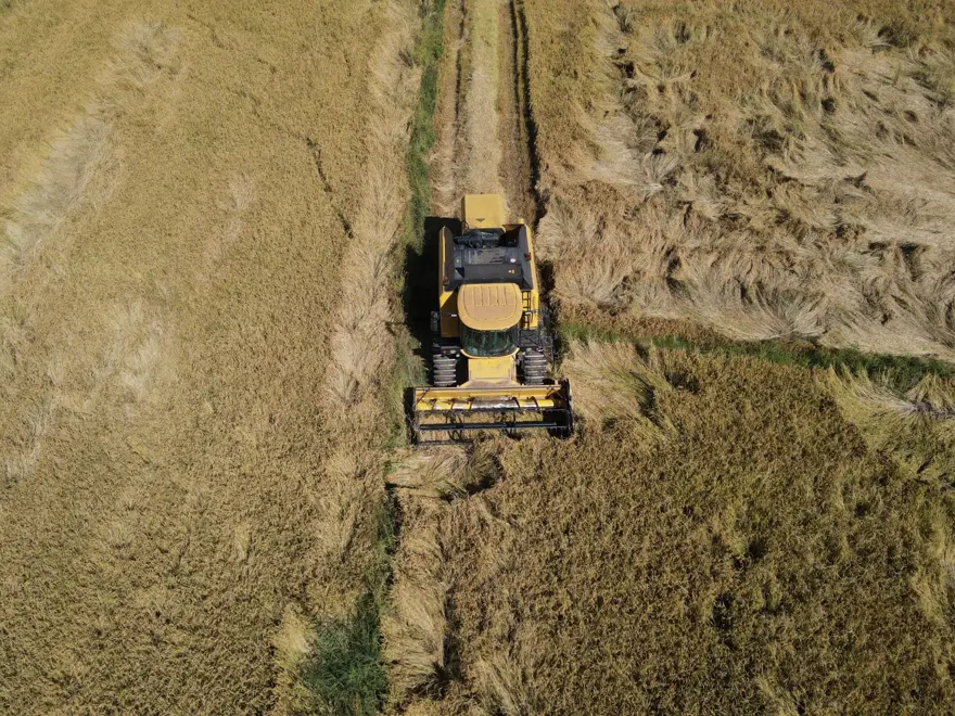 Rekolte yüzde 40 oranında düştü: İlçede hasadı sürüyor 5 Rekolte yüzde 40 oranında düştü: İlçede hasadı sürüyor 5