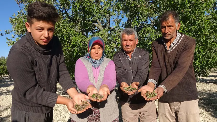 Mersin'de sıcaklık ani düştü, meyve bahçeleri zarar gördü 5 Mersin'de sıcaklık ani düştü, meyve bahçeleri zarar gördü 5