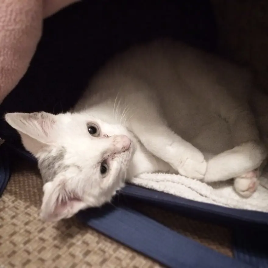 Hayatını kedileri kurtarmaya adadı 100