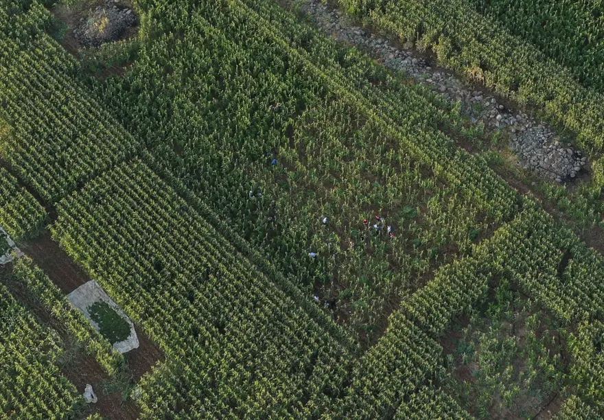 Mısır tarlasından 190 bin kök Hint keneviri ve 415 kilo esrar çıktı 