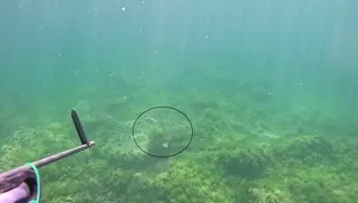 Marmara Denizi’nde bir ilk: Su altında görüntülendi