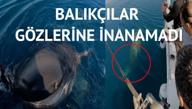 Oltaya 500 kiloluk köpek balığı takıldı