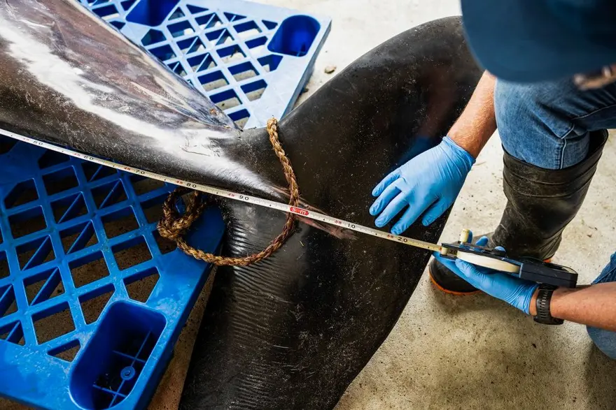 DÜNYANIN EN NADİR BALİNASI 4