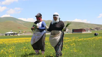 Baharın gelmesiyle mesai başladı: Yemeklerde ve peynir yapımında kullanılıyor