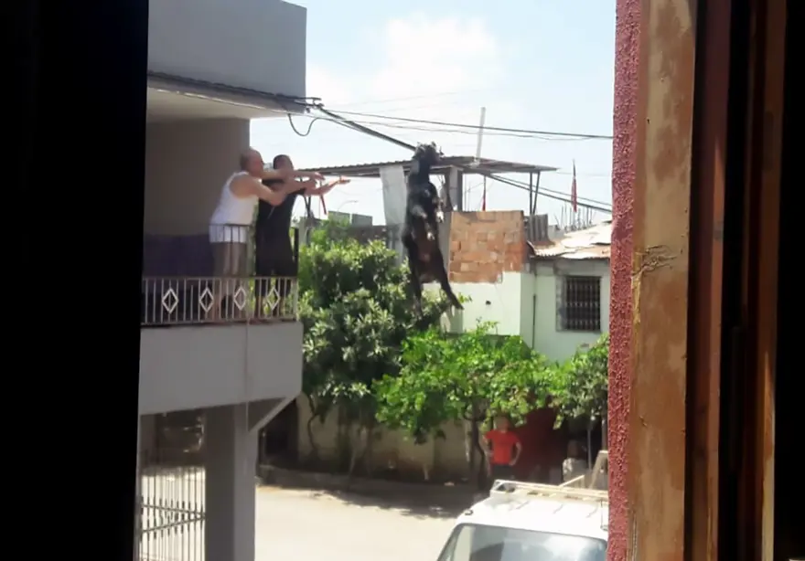 Damdan atlayan keçi, tellerde asılı kaldı 3