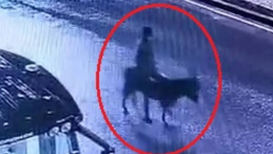 Eşekli kuyumcu hırsızı soygunu anlattı: Ahıra bağladım, altınları samanlığa sakladım 1 Eşekli kuyumcu hırsızı soygunu anlattı: Ahıra bağladım, altınları samanlığa sakladım 1