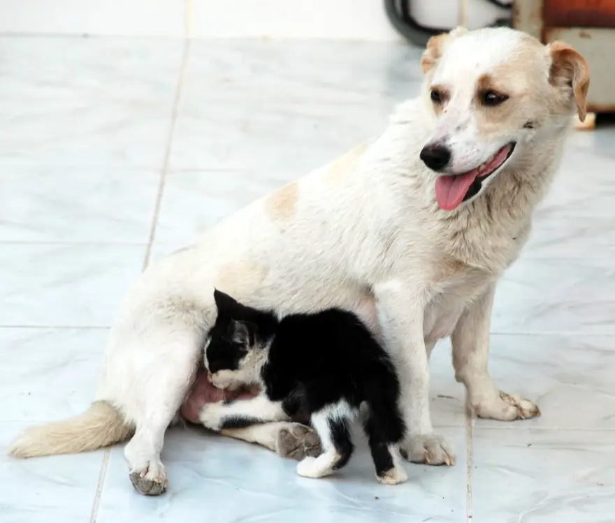 İNGİLTERE VE ABD'DE SAHİPSİZ HAYVANLAR UYUTULUYOR 15