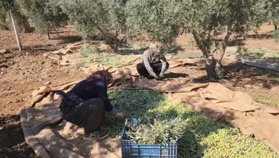 Bereketli hasat başladı: Tarlada kilosu 55 TL