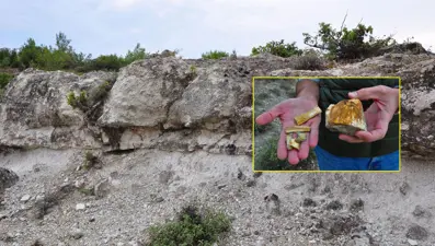 21 milyon yıllık fosil ağaç ormanı tehlikede