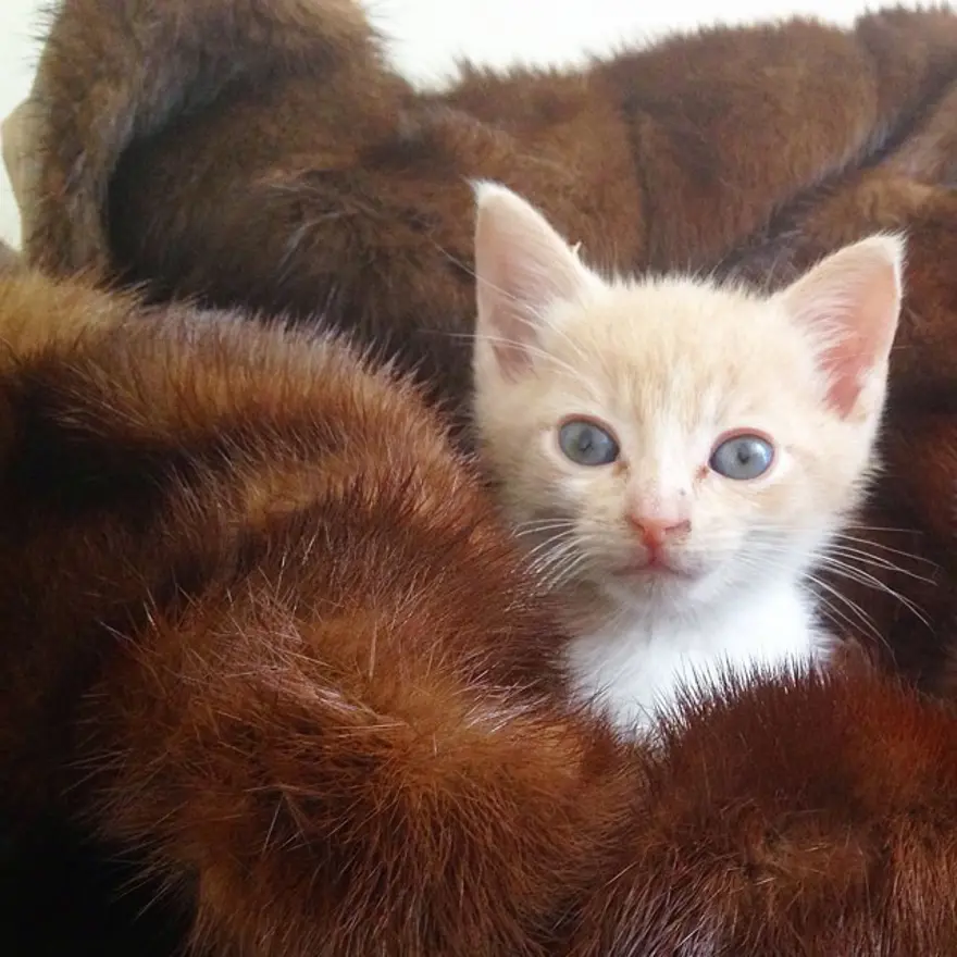 Hayatını kedileri kurtarmaya adadı 34