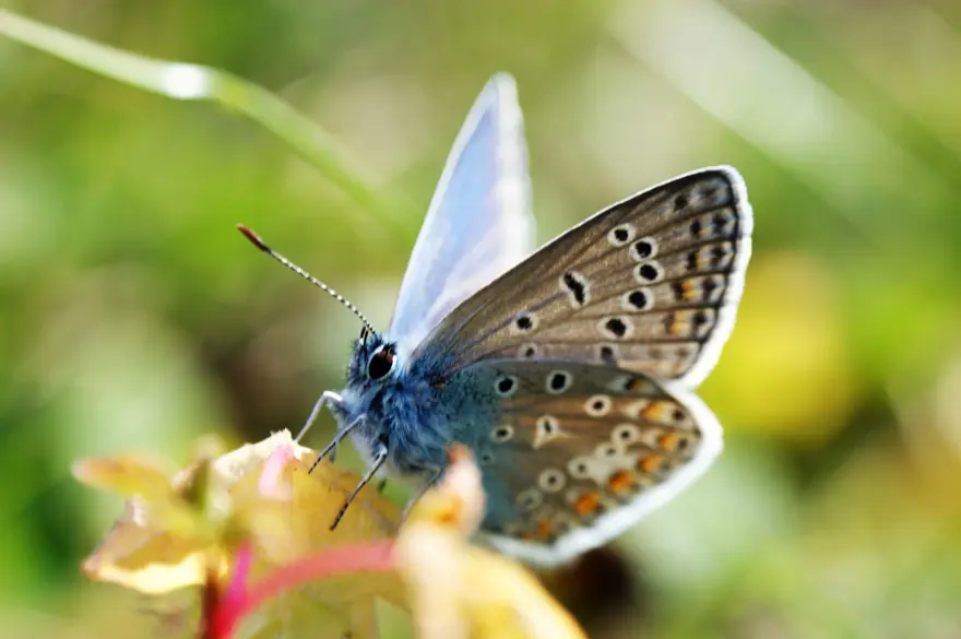 BÜYÜK MAVİ KELEBEK 9