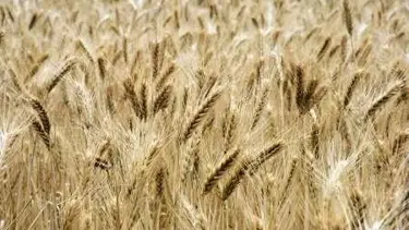 BM: Gıda fiyatlarındaki artış sürecek