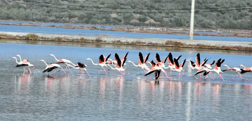 Tuzla Sulak Alanı'na flamingo akını 6