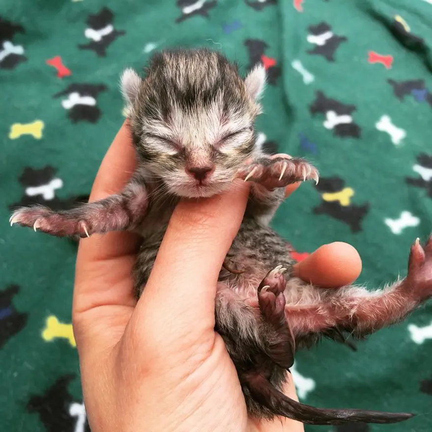 Hayatını kedileri kurtarmaya adadı 194