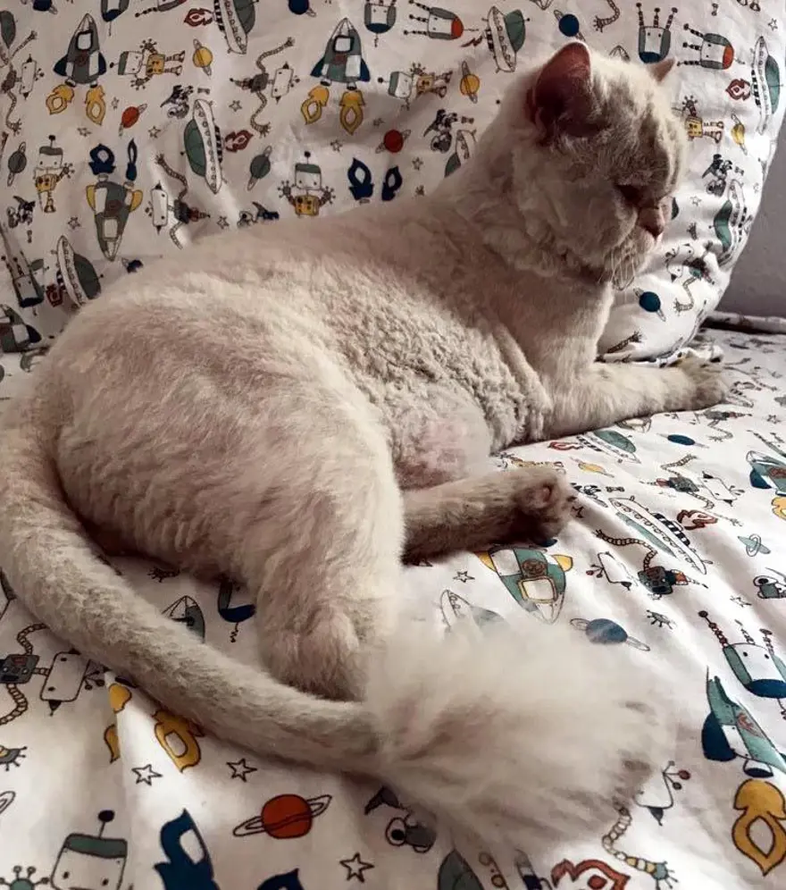 Kayıp kedi minibüsün kaportasından çıktı 1 Kayıp kedi minibüsün kaportasından çıktı 1