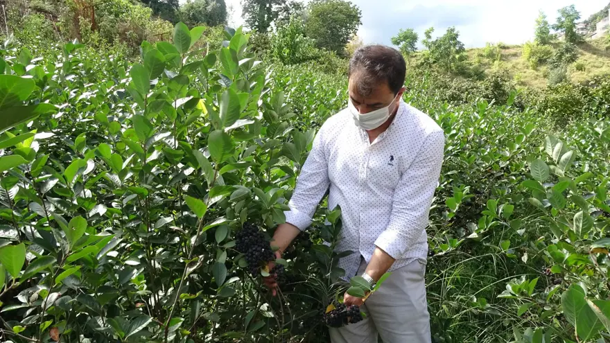 Karadeniz'in yeni meyvesi 'Aronya'da ilk hasat 9