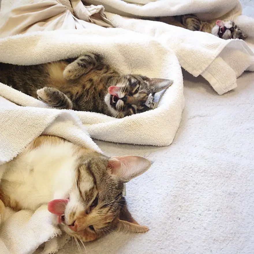 Hayatını kedileri kurtarmaya adadı 140