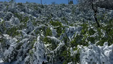 Kar ve soğuk fındığı vurdu: Fındık fiyatları artacak mı?