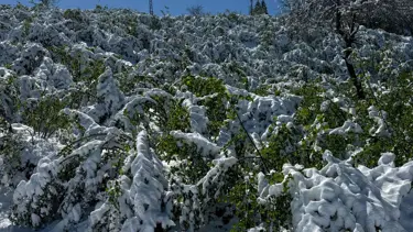 Kar ve soğuk fındığı vurdu: Fındık fiyatları artacak mı?