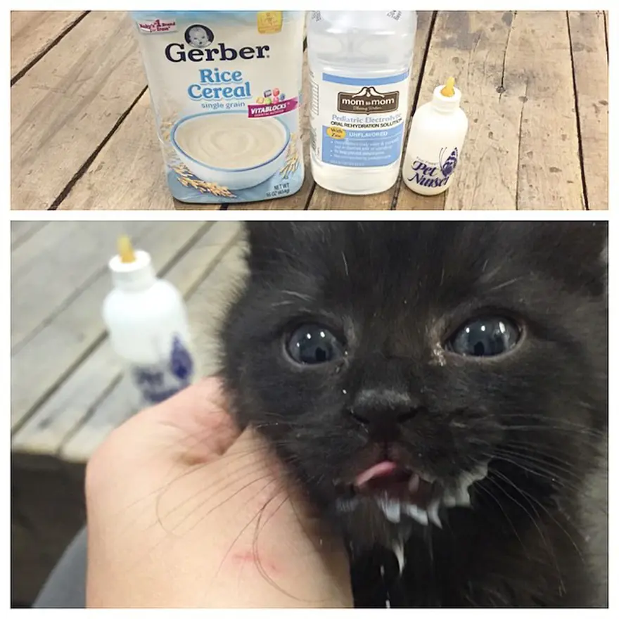 Hayatını kedileri kurtarmaya adadı 175