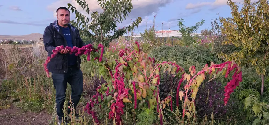 Doğu'nun soğuğunda yetiştirdi: Muşmula, dağ çileği, yer fıstığı... 2 Doğu'nun soğuğunda yetiştirdi: Muşmula, dağ çileği, yer fıstığı... 2