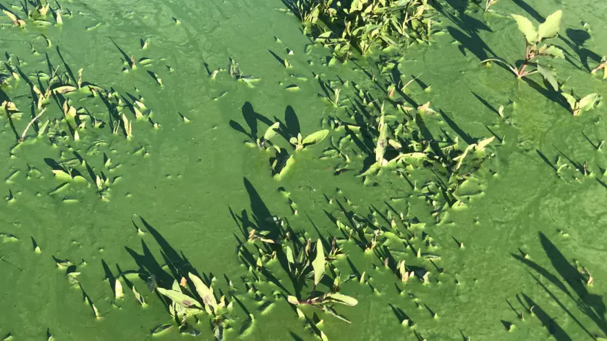 Kars Gölü yeşile büründü 3