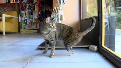 "Zeytin"e protez bacak operasyonu