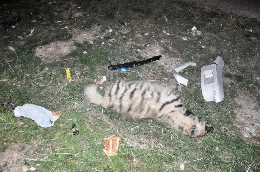 Otomobilin çarptığı çizgili sırtlan öldü 1 Otomobilin çarptığı çizgili sırtlan öldü 1