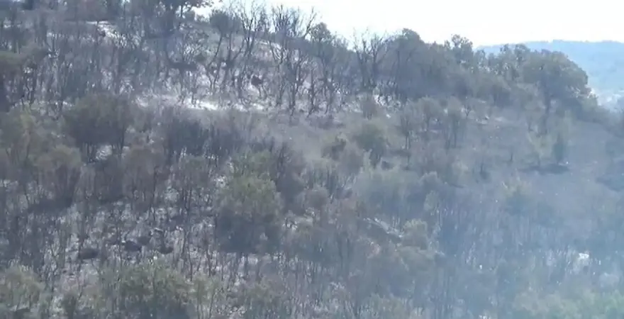 Çanakkale’dekiorman yangını ikinci gününde: Çok sayıda hava aracı müdahale ediyor 5