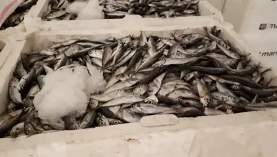 Yasağa aykırı avlanan 7 ton istavrite el konuldu