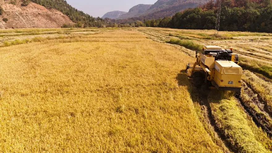 "Beyaz altın" olarak biliniyor: Bu yıl yüzde 40 düşüş yaşandı "Beyaz altın" olarak biliniyor: Bu yıl yüzde 40 düşüş yaşandı